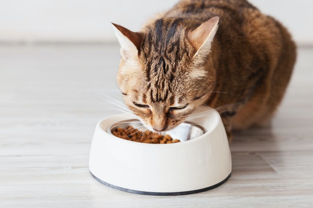 Quelle quantité de nourriture un chat doit-il manger