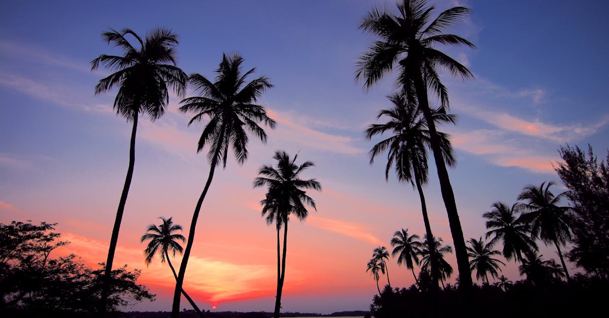 découvrez un monde de sérénité et de beauté inégalée avec 'paradise'. évadez-vous vers des paysages enchanteurs, une atmosphère de détente et des expériences inoubliables qui éveille vos sens et nourrit votre âme.