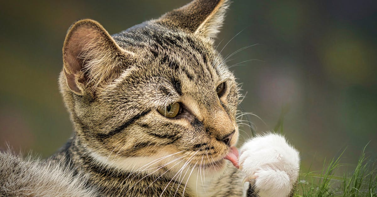 découvrez notre collection de colliers pour chats, alliant style et confort. offrez à votre félin un accessoire chic et pratique, avec des designs variés et des fonctionnalités sécurisées pour une promenade en toute tranquillité.