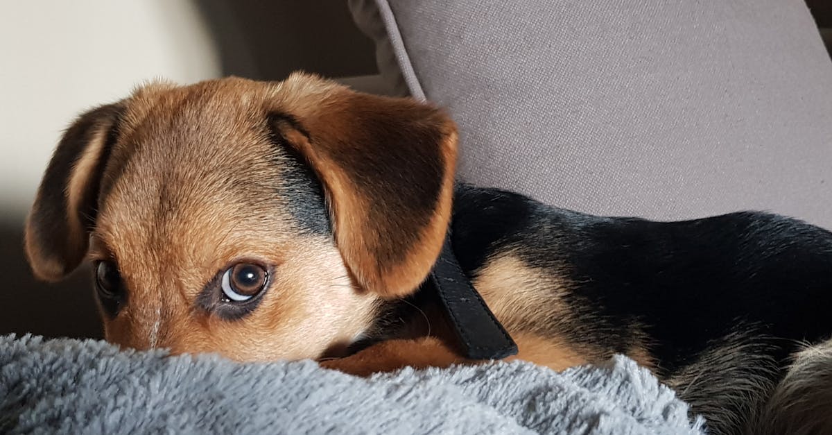 découvrez notre large sélection de colliers pour chiens, alliant confort, style et sécurité. offrez à votre compagnon à quatre pattes le collier parfait qui reflète sa personnalité tout en assurant son bien-être. shoppez maintenant !