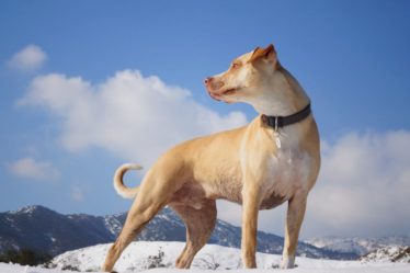 découvrez notre collection de colliers pour chiens, alliant style et confort. offrez à votre compagnon à quatre pattes un accessoire de qualité, résistant et tendance, pour des promenades stylées et sécurisées. profitez de designs variés et de matériaux durables adaptés à toutes les tailles de chiens.
