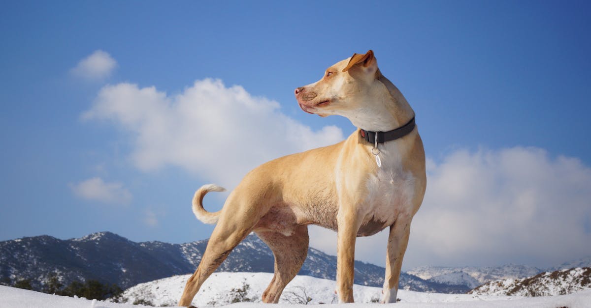 découvrez notre collection de colliers pour chiens, alliant style et confort. offrez à votre compagnon à quatre pattes un accessoire de qualité, résistant et tendance, pour des promenades stylées et sécurisées. profitez de designs variés et de matériaux durables adaptés à toutes les tailles de chiens.