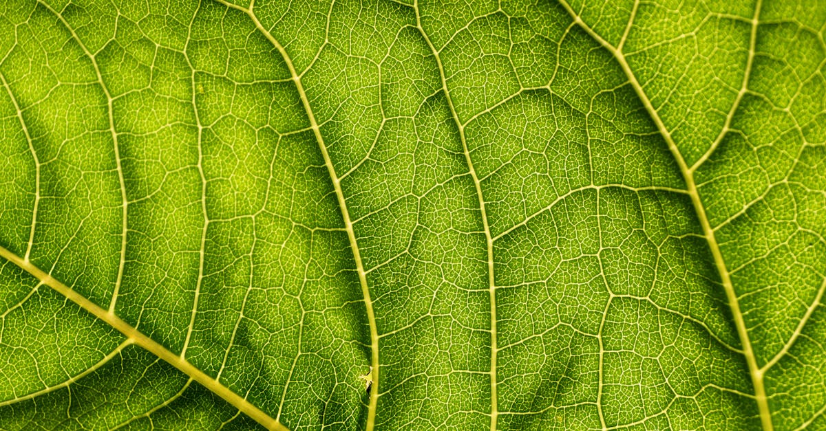 découvrez l'écologie : un guide pour comprendre les interactions entre les êtres vivants et leur environnement, ainsi que les solutions pour préserver la planète. apprenez-en plus sur la biodiversité, la durabilité et les enjeux environnementaux.