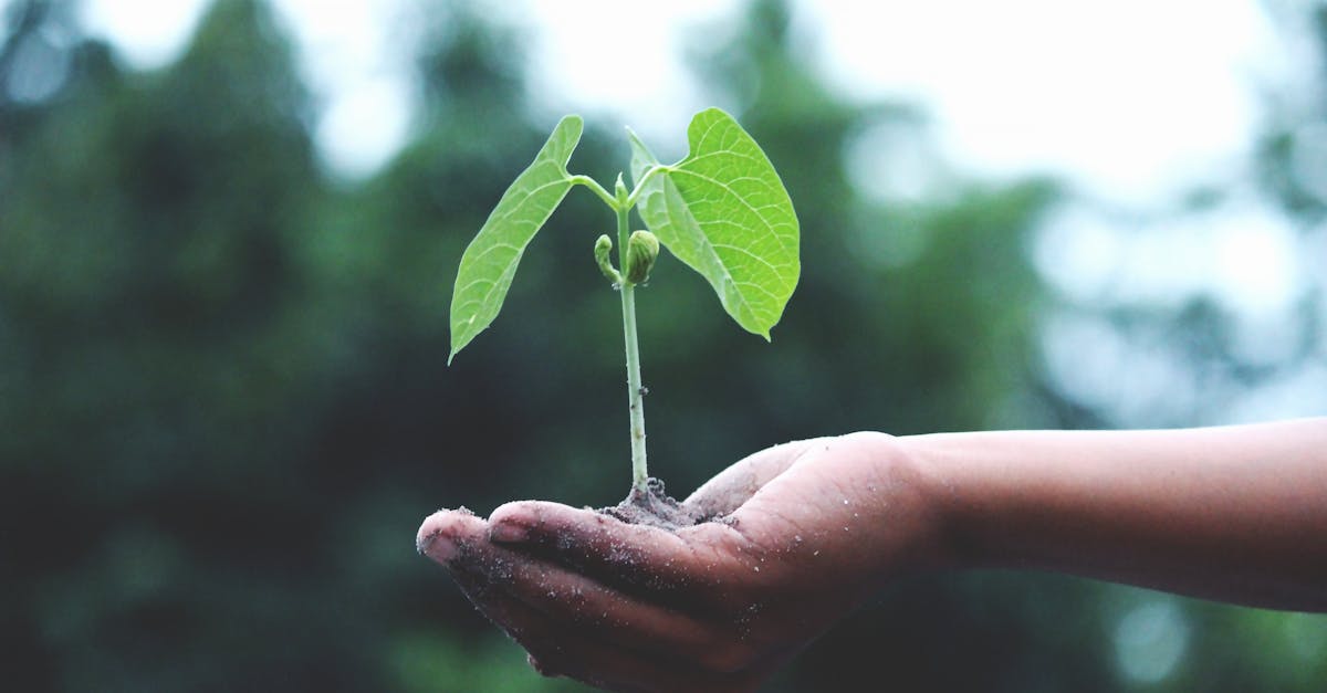 découvrez tout sur l'écologie : actualités, concepts clés, conseils pour préserver l'environnement, comprendre la biodiversité et agir pour la planète au quotidien.